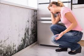 Environmental Consulting for Mold Prevention in Soquel, CA